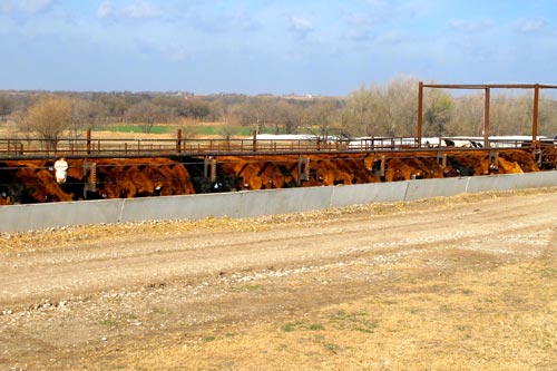 Feed bunk fence and drive